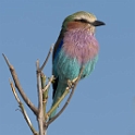 Lilac-breasted Roller